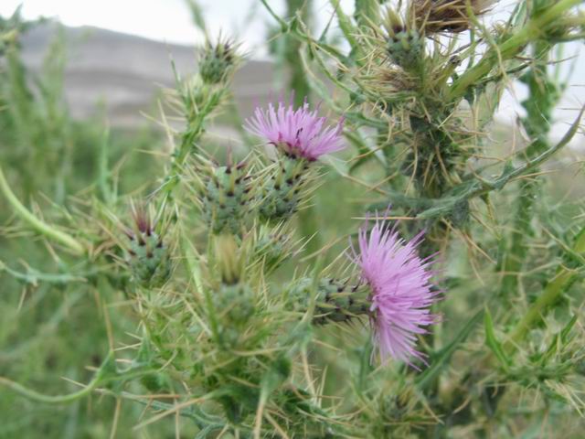 Cirsium creticum subsp. triumfetti / Cardo cretese